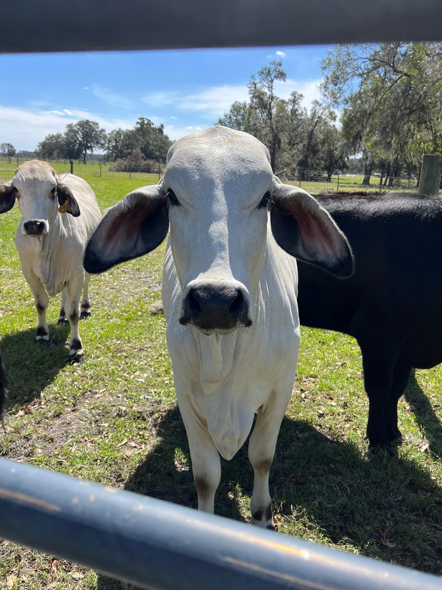 Super-Mol 25% Premium Molasses for Cattle (250lb Block)